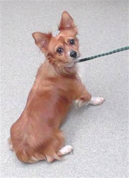 CHIP -  Chihuahua and Mixed Breed Dog for Adoption in Omaha, Nebraska - CHIP | PetCurious