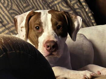 Rescue Pit Bull Terrier Dogs for Adoption in Ocean Township, New Jersey - Peaches-sweet Treat | PetCurious