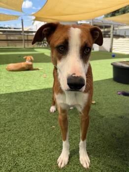 Woodstock -  Mixed Breed Dog for Adoption in Winter Garden, Florida - Woodstock | PetCurious