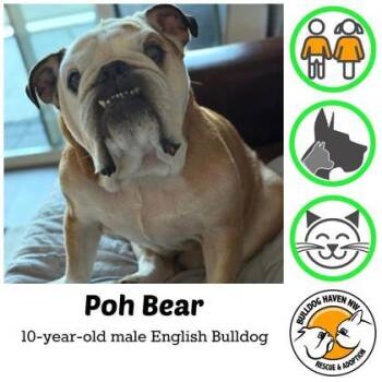 Rescue English Bulldog Dogs for Adoption in Bonney Lake, Washington - POH BEAR | PetCurious
