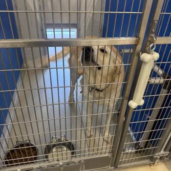 Great Pyrenees Dogs Available for Adoption in Shelbyville, Illinois - Goliath | PetCurious