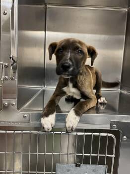 Connor -  Labrador Retriever and Mixed Breed Dog for Adoption in Fort Collins, Colorado - Connor | PetCurious