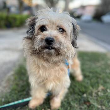 Havanese Dogs Available for Adoption - Osito | PetCurious