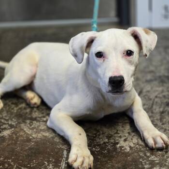 Rescue Labrador Retriever and Terrier Dogs for Adoption in Enid, Oklahoma - Onni | PetCurious
