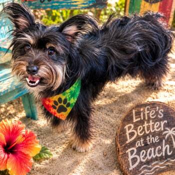 MARLEY (665) -  Yorkshire Terrier and Terrier Dog for Adoption in Indiantown, Florida - MARLEY (665) | PetCurious