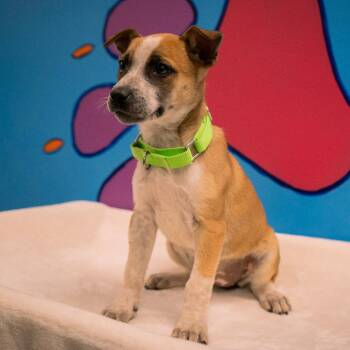 Blueberry -  Mixed Breed Dog for Adoption in Cheyenne, Wyoming - Blueberry | PetCurious
