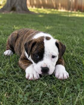 Pup Rocks -  Boxer and Pointer Dog for Adoption in Skyline, Minnesota - Pup Rocks | PetCurious