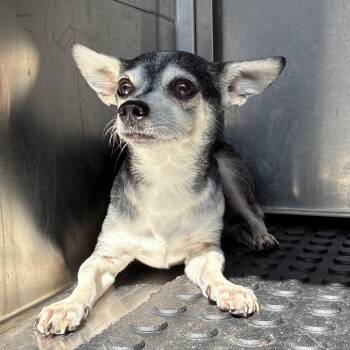 Tito -  Chihuahua Dog for Adoption in Edinburg, Texas - Tito | PetCurious
