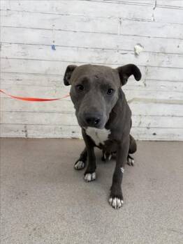 FLAPJACK -  Pit Bull Terrier Dog for Adoption in San Bernardino, California - FLAPJACK | PetCurious