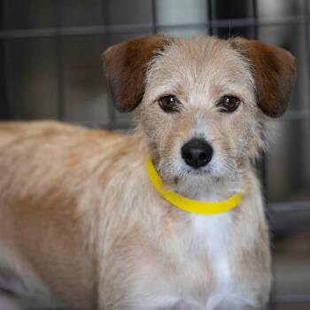 Liberty (JY26-63) -  Terrier and Mixed Breed Dog for Adoption in Peyton, Colorado - Liberty (JY26-63) | PetCurious
