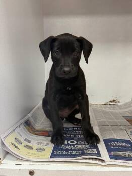 Rocky Road -  Labrador Retriever Dog for Adoption in Sorrento, Louisiana - Rocky Road | PetCurious