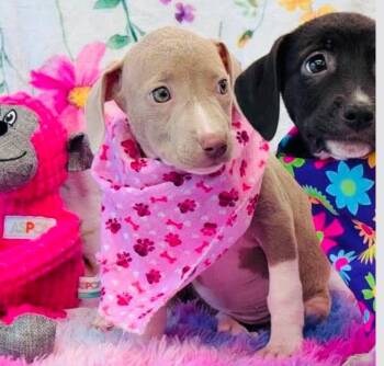Bailey -  Pit Bull Terrier and Dachshund Dog for Adoption in Sedalia, Colorado - Bailey | PetCurious