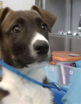 ATLAS -  Mixed Breed Dog for Adoption in Dallas, Texas - ATLAS | PetCurious