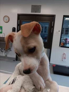 Mixed Breed Dogs Available for Adoption - DEWEY | PetCurious