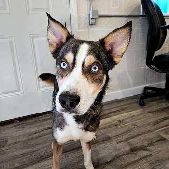 Rescue Husky and German Shepherd Dog Dogs for Adoption in Hoopeston, Illinois - Freedom | PetCurious