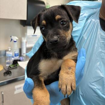 Ervin -  Labrador Retriever and Mixed Breed Dog for Adoption in San Antonio, Texas - Ervin | PetCurious
