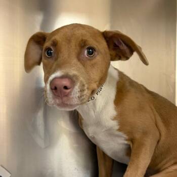 Matilda -  Pit Bull Terrier Dog for Adoption in Birmingham, Alabama - Matilda | PetCurious