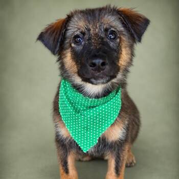 West -  German Shepherd Dog Dog for Adoption in Phenix City, Alabama - West | PetCurious