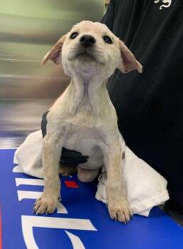 Cattle Dog and Mixed Breed Dogs Available for Adoption - Toyota | PetCurious