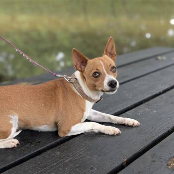 Kanga 07-1510 -  Chihuahua and Mixed Breed Dog for Adoption in Covington, Georgia - Kanga 07-1510 | PetCurious
