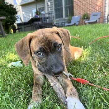 Baroness -  Hound and Mixed Breed Dog for Adoption in South Elgin, Illinois - Baroness | PetCurious