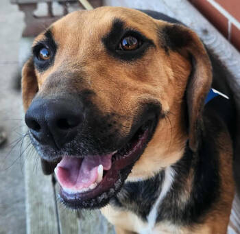 Rescue Hound and Mixed Breed Dogs for Adoption in Chester, Maryland - Dolly | PetCurious