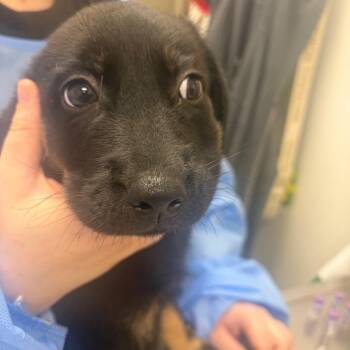 Walmart -  Labrador Retriever Dog for Adoption in Pekin, Illinois - Walmart | PetCurious