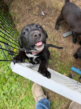 Lacey -  Mixed Breed Dog for Adoption in Virginia, Minnesota - Lacey | PetCurious