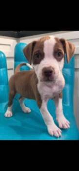 Castle -  Boxer and Pit Bull Terrier Dog for Adoption in Watertown, Connecticut - Castle | PetCurious