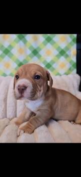 Bulldog and Pit Bull Terrier Dogs Available for Adoption - Gamora  | PetCurious