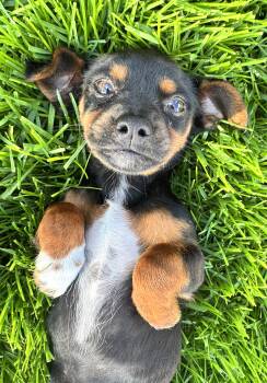 Schnauzer Dogs Available for Adoption in Gainesville, Virginia - Gidget | PetCurious