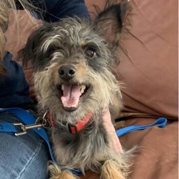 Mixed Breed Dogs Available for Adoption in Park City, Utah - Benny | PetCurious