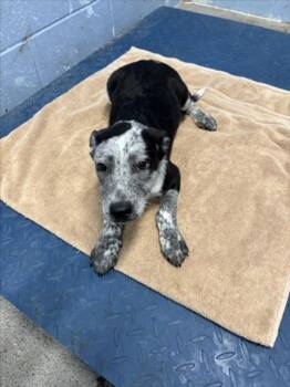 *TIGGER -  Australian Cattle Dog Blue Heeler Dog for Adoption in Woodland, California - *TIGGER | PetCurious