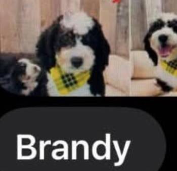 Brandy -  Bernese Mountain Dog and Poodle Dog for Adoption in Washington, District Of Columbia - Brandy | PetCurious