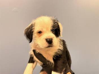 Labrador Retriever and Border Terrier Dogs Available for Adoption - EMILY | PetCurious