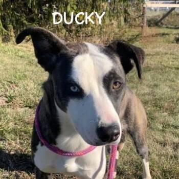 Rescue Labrador Retriever Dogs for Adoption in Bowling Green, Ohio - DUCKY | PetCurious