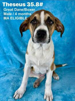 Great Dane and Boxer Dogs Available for Adoption - THESEUS | PetCurious