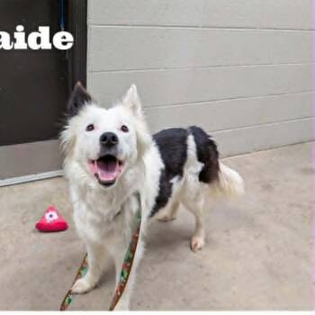 Australian Shepherd Dogs Available for Adoption in Hartland, Wisconsin - Adelaide-Foster Home Needed | PetCurious