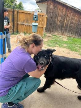 Mixed Breed Dogs Available for Adoption in Fort Collins, Colorado - Tye Dye | PetCurious