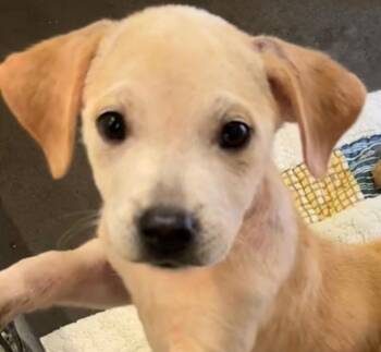 Skye -  Black Mouth Cur Dog for Adoption in Elizabethton, Tennessee - Skye | PetCurious