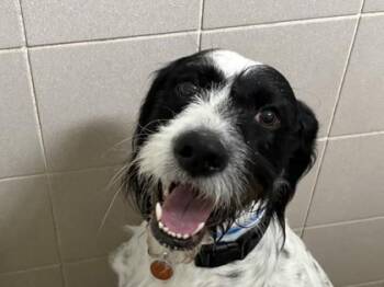 Switch -  Pointer and Mixed Breed Dog for Adoption in Woodbury, Minnesota - Switch | PetCurious