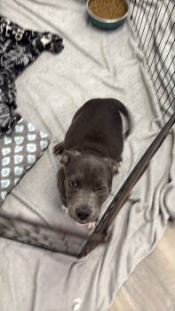 Winnie -  Mixed Breed Dog for Adoption in Alma, Michigan - Winnie | PetCurious