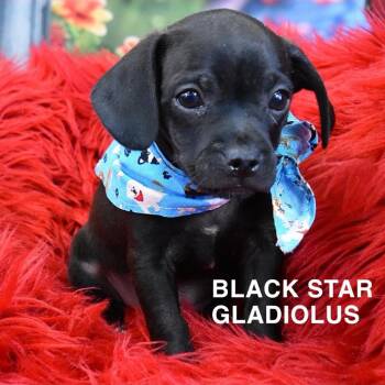 Black Star Gladiolus -  Pug and Mixed Breed Dog for Adoption in Tempe, Arizona - Black Star Gladiolus | PetCurious