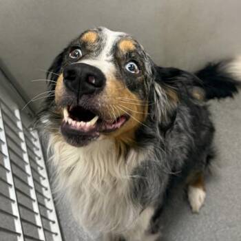 Otis -  Australian Shepherd Dog for Adoption in Des Moines, Iowa - Otis | PetCurious