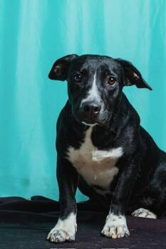 Retriever and Mixed Breed Dogs Available for Adoption in Calgary, Alberta - Concha | PetCurious