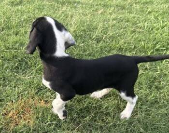 Naomi -  Hound and Mixed Breed Dog for Adoption in Conway, South Carolina - Naomi | PetCurious