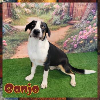 Banjo -  Border Collie and Basset Hound Dog for Adoption in Daingerfield, Texas - Banjo | PetCurious
