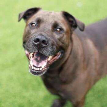 Yin -  Labrador Retriever and Mixed Breed Dog for Adoption in Atlanta, Georgia - Yin | PetCurious