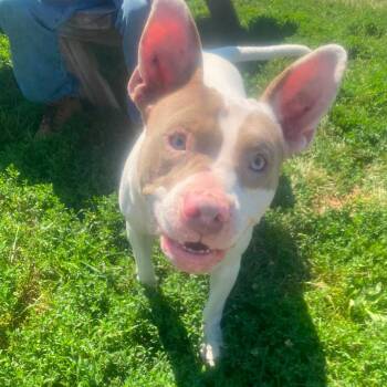 Malina -  Mixed Breed Dog for Adoption in Huntington, West Virginia - Malina | PetCurious