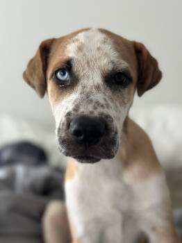 Rescue Catahoula Leopard Dog Dogs for Adoption in Mico, Texas - Pancake | PetCurious